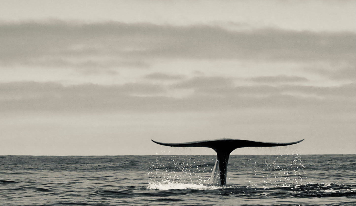Blue Whale Dive