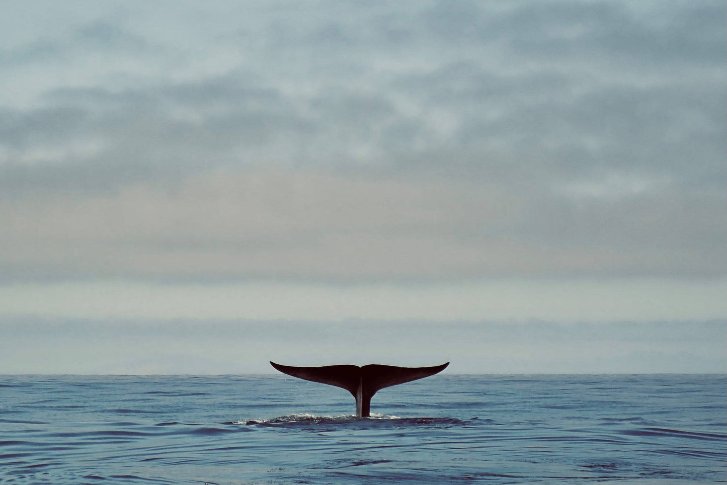 Blue Whale Grace