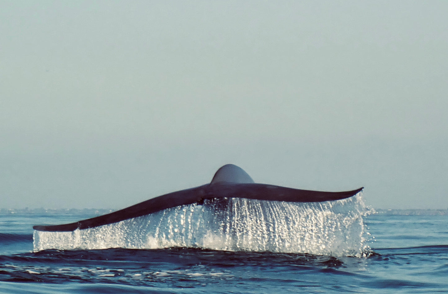 Blue Whale Waterfall