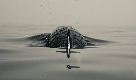 Solo Bottlenose