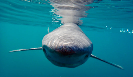 Blue Shark