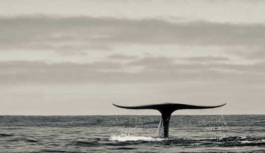 Blue Whale Dive