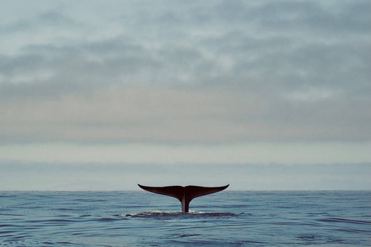 Blue Whale Grace