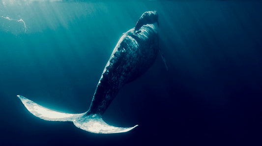 Gray Whale Magic